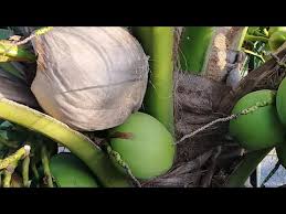 Proses pemeriksaan buah sawit ini sering disebut sortir buah. Saiz Kelapa Tacunan Vs Kelapa Pandan Pertanian Youtube