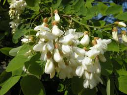 Robinia Pseudoacacia Plants Medicinal Plants Flowers