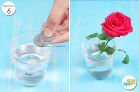 Floral preservatives contain the basic components that are necessary for prolonging the life of fresh cut flowers. Easy Tricks To Keep Flowers Fresh For Longer 9 Pro Ideas Fab How