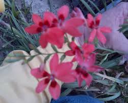Image result for Freesia laxa