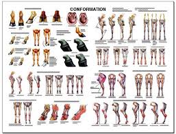 Equine Dental Anatomy Chart Horse Buy Online See Prices