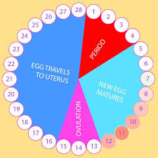 know your menstrual cycle