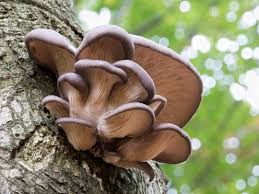 Investigating Decomposers Vermont Institute Of Natural Science ✓ free for commercial use ✓ high quality images. investigating decomposers vermont
