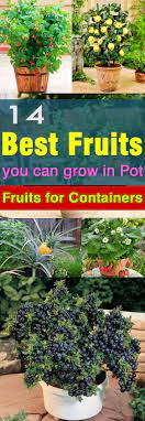 Not Only The Vegetables But Fruits Can Be Grown In Pots Too Here Are 14 Best Fruits To Grow In Containers Balcony Plants Patio Plants Shade Garden