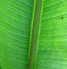 Pentalonia caladii van der goot, 1917. Banana Aphid 103