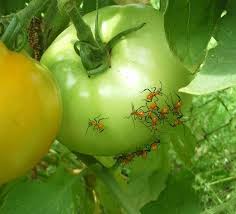 Nymphs Of Leaf Footed Bugs Cause Tomato Fruit To Have Yellow Spots When They Ripen And Turn Red Tomato Bugs Tomato Plants Leaf Footed Bug