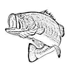39+ bass fish coloring pages for printing and coloring. Bass Fish Sketch Of Bass Fish Coloring Pages Fish Coloring Page Fish Sketch Fish Drawings