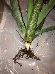 Aloe root rot vs healthy roots. Aloe Vera Root Rot I Suspected This Guy Had Root Rot From A Few Dying Leaves I Pulled Off Now I Don T Know Which Roots To Remove Or What Makes Them Considered