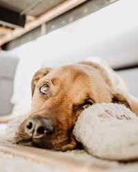 Dogs Acting Scared And Losing Their Mind Hellow Dog Dogs Brown Dog Labrador Retriever