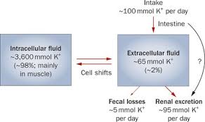 Image result for Transtubular Potassium Gradient