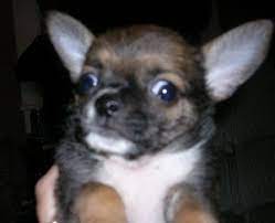 My Dog Is Sick After Getting A Parvo Distemper Shot Thriftyfun