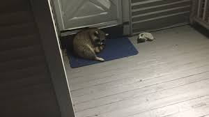 …raccoons that have mostly have been orphans and raised and soft released back to the forest. A Raccoon Camped Out On My Back Porch This Week And I Couldn T Stop It