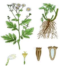 Image result for Parthenium