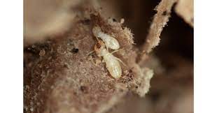 Bed bugs and mosquitoes are major problems in charlotte, nc. Orkin Pest Control Releases Inaugural Top 50 Termite Cities List