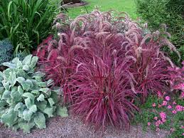 Many grasses are short, but some grasses, like bamboo can grow very tall. Fireworks Fountain Grass