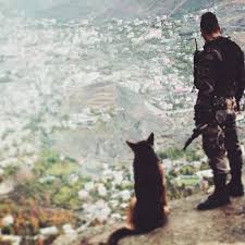 The German Shepherd Adli Kullanicinin German Shepherd Working Part 9 Panosundaki Pin Hayvan Yunus Kartal