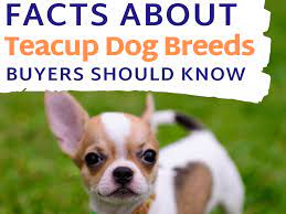 We did not find results for: Facts About Teacup Dog Breeds Prospective Buyers Should Know Pethelpful