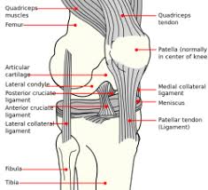 May 20, 2020 · a declaration that your goods are clean and free from animal and/or plant material, including soil (if the shipment is an fcl consignment). Lateral Collateral Ligament Of The Knee Physiopedia