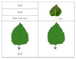 Parts Of The Leaf Simple And Compound Leavesthis Unit Covers Nomenclature Of The Leaf A Simple Classification Of The Simple Leaves Picture Cards Plant Leaves