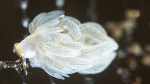 Image result for Erythrocephalum decipiens