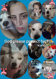 Is there such a thing as someone who can find stolen dogs?