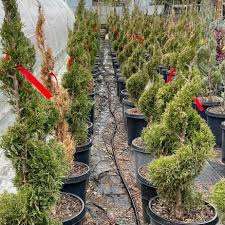 Image result for spiral cut juniper trees