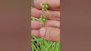 Image result for Fuirena ciliaris