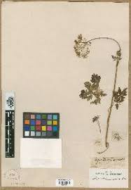 Image result for Afroligusticum runssoricum