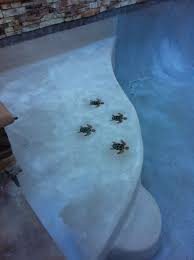 Added A Baja Shelf To Our Pool With 4 Mosaic Turtles And Used The Color Sand Also Added A Plastic Patio Chairs Outdoor Plastic Chairs Modern Table And Chairs