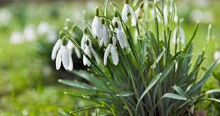 Überhaupt sind die schneeglöckchen sehr zarte und kleine pflänzchen. Ihre Schneeglockchen Bluhen Nicht Daran Liegt S Mein Schoner Garten