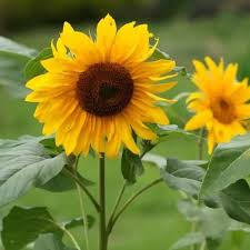 Cari produk kancing lainnya di tokopedia. Benih Bunga Matahari Hopi Sunflower Import 1 Bks Isi 1 Biji Lazada Indonesia