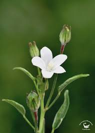 Image result for Hibiscus lobatus