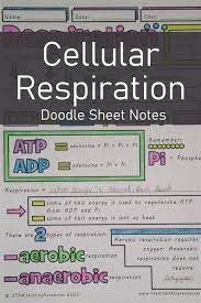Cellular Respiration Middle High School Biology Doodle Sheets Biology Activity Biology Interactive Notebook Biology Lesson Plans