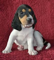 Image result for bernský honič