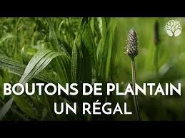 Epingle Par Nathalie Postic Sur Jardin En 2020 Plantes Sauvages Comestibles Plantain Plantes Comestibles