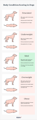 What to feed an underweight dog. The Ultimate Puppy Feeding Guide Kabo
