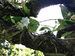 Image result for Rhipidoglossum pulchellum