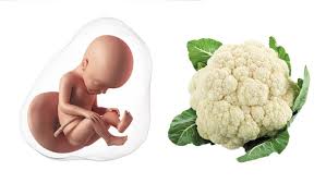 Starting with the first day of your last menstrual period it is easy to calculate when you conceived. Due Date Calculator How Many Weeks Am I Pregnant