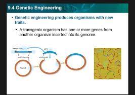 A transgenic organism is a type of genetically modified organism, in which obtains genetic material from other species, in order to have useful traits. A Transgenic Organism Is One That Quizlet Ap Biology Biotechnology Flashcards Quizlet The Question Of Whether The Public Should Have Access To This Controversial Plant Raised Many Bioethical Questions