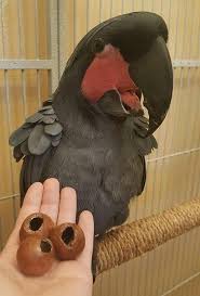 A reddit for exotic pet owners and potential future exotic pet owners. Buy Black Palm Cockatoo Online Macaw Parrot For Sale African Grey Parrots For Sale Exotic Pets For Sale Online Exotic Pets Store Exotic Pets For Sale Near Me Cheap Pets Exotic