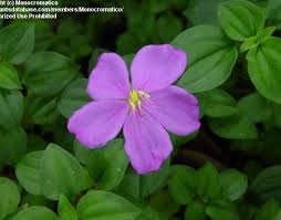 Image result for Heterotis rotundifolia
