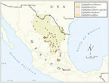 Dmt is an extremely powerful hallucinogenic drug found in certain plants. Peyote Wikipedia