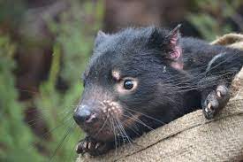 Seven tasmanian devils have been born in the wild in mainland australia, more than 3,000 years after they died out in the country. Tassie Devil Tumours Evolved Rapidly As They Spread Scimex