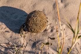 Image result for Tricliceras mossambicense