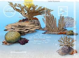 coral reef food web national geographic society