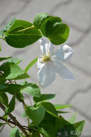 We did not find results for: Clematis Innocent Blush Powojnik
