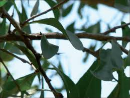 Image result for Gymnosporia heterophylla