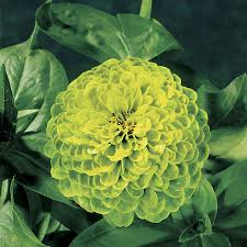 Maybe you would like to learn more about one of these? 19 Types Of Green Flowers Pictures Flowerglossary Com