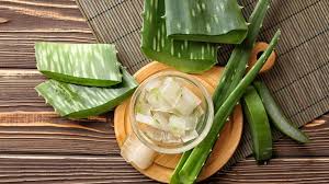 Tanaman lidah buaya terkenal karena manfaatnya yang baik untuk kecantikan dan kesehatan. Sering Dipakai Untuk Bahan Kosmetik Ini Khasiat Lidah Buaya Bagi Tubuh