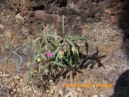 Image result for Afrohybanthus enneaspermus